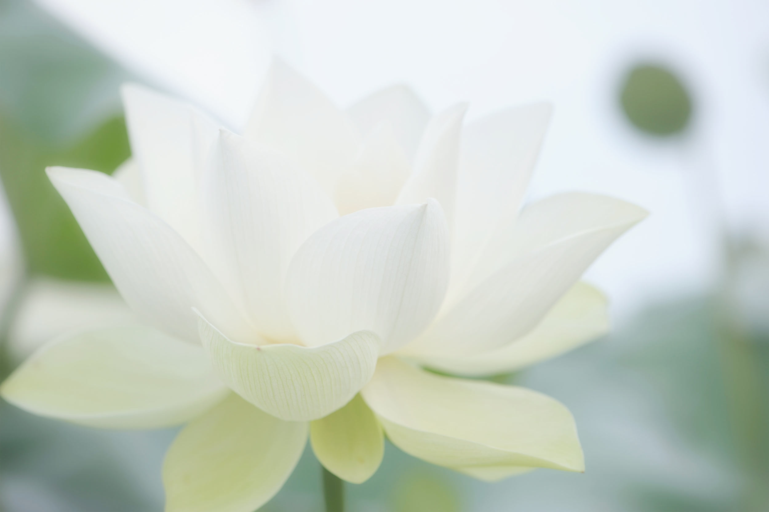 A lotus floating peacefully in a pond.