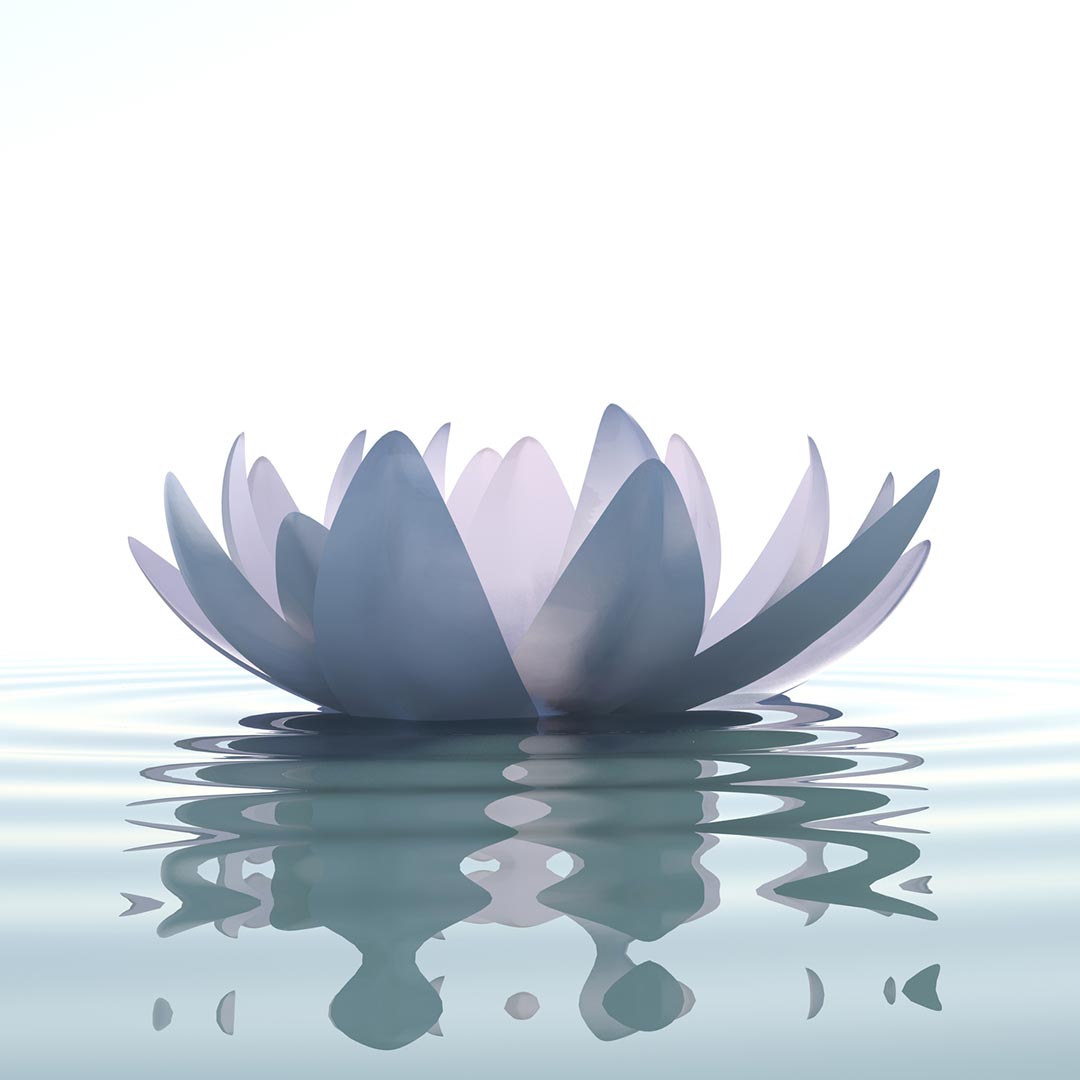 A white lotus blooming beautifully on water.